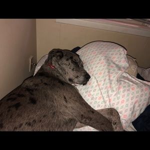 Meet your Posher, Noah